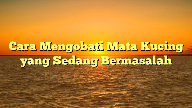 Cara Mengobati Mata Kucing yang Sedang Bermasalah